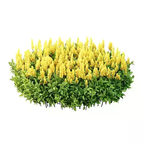 Argyrocytisus battandieri 09 3D model