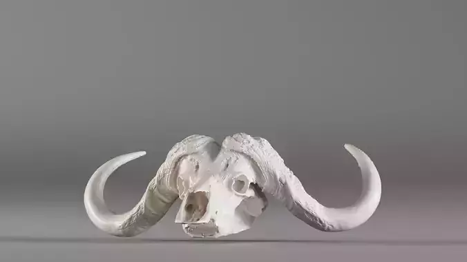 001564 3D scan of a buffalo skull