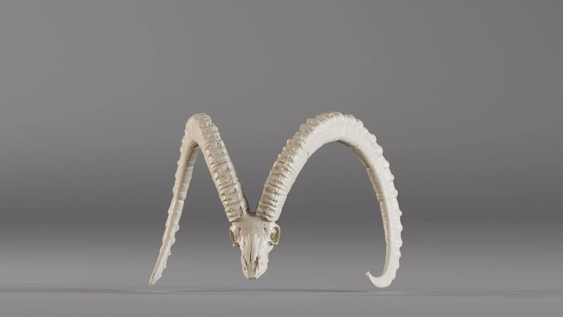 001565 3D scan of a goat skull 3D print model_0