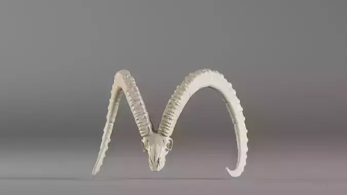 001565 3D scan of a goat skull 3D print model 001565 3D scan of a goat skull 3D print model