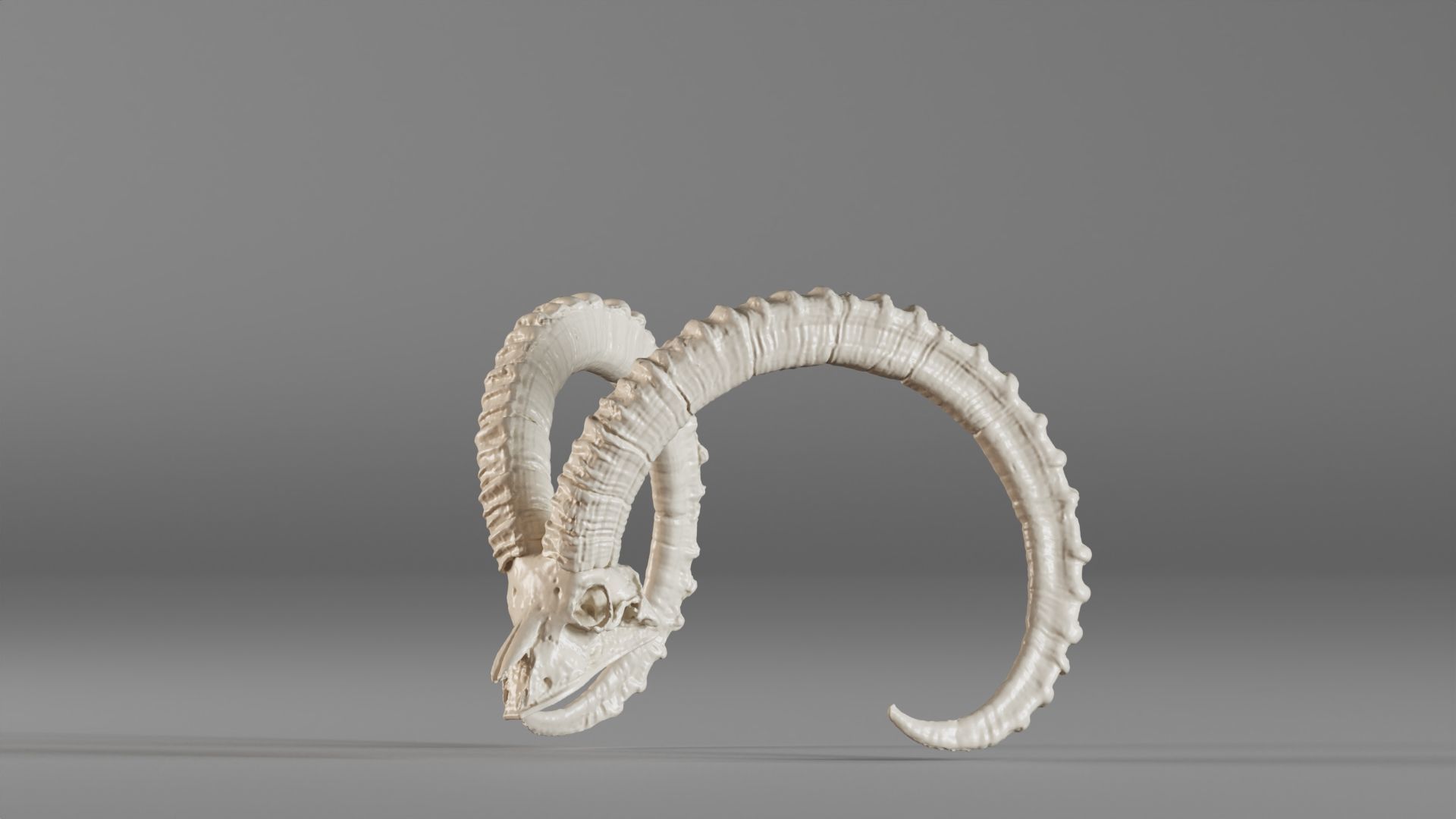 001565 3D scan of a goat skull 3D print model_16