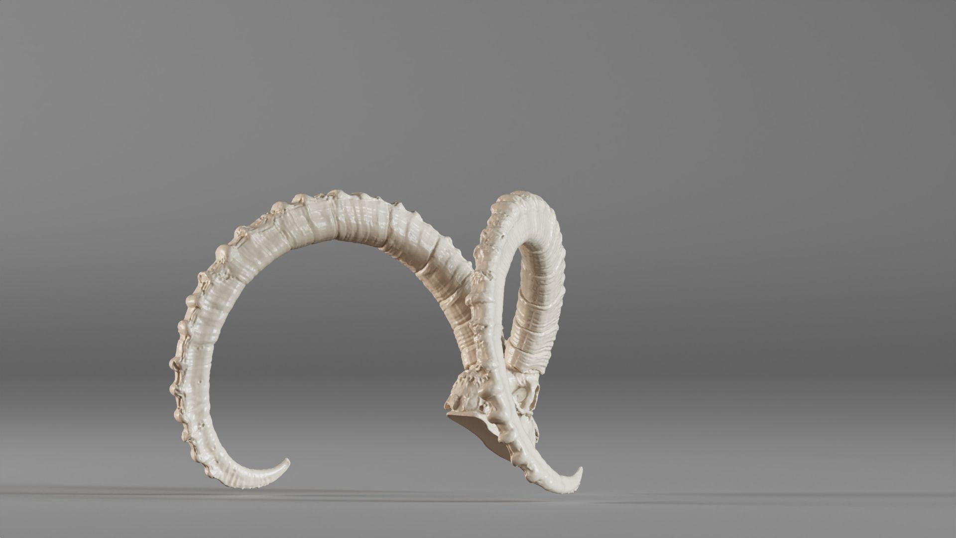 001565 3D scan of a goat skull 3D print model_9
