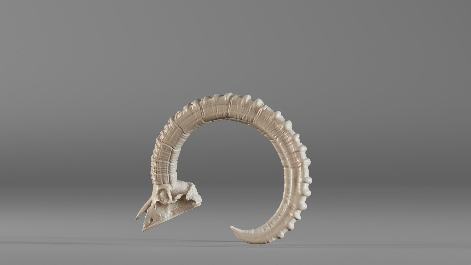 001565 3D scan of a goat skull 3D print model_14
