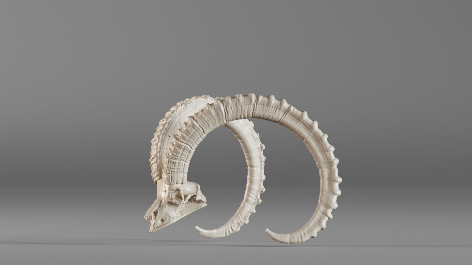 001565 3D scan of a goat skull 3D print model_15