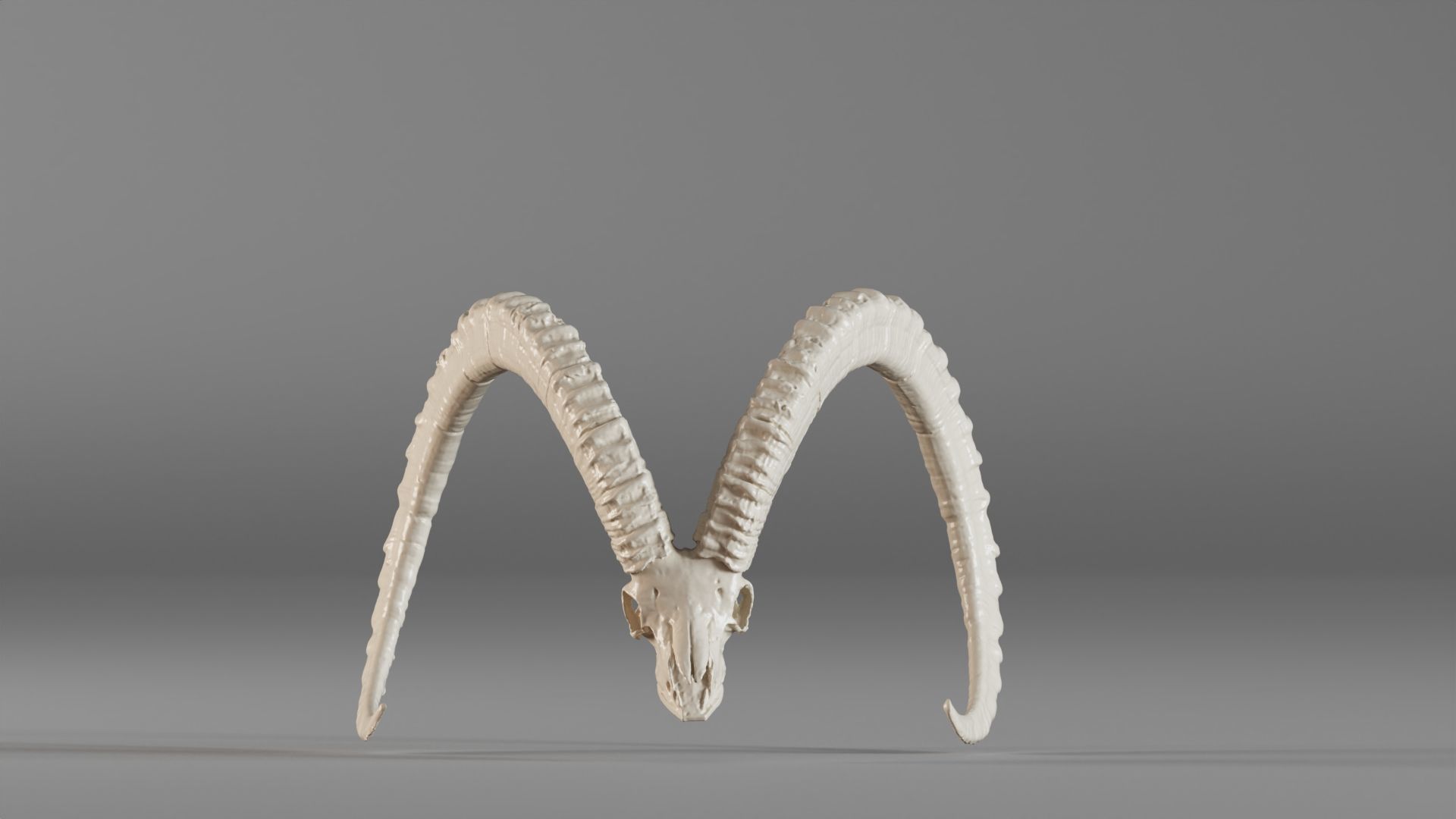 001565 3D scan of a goat skull 3D print model_2