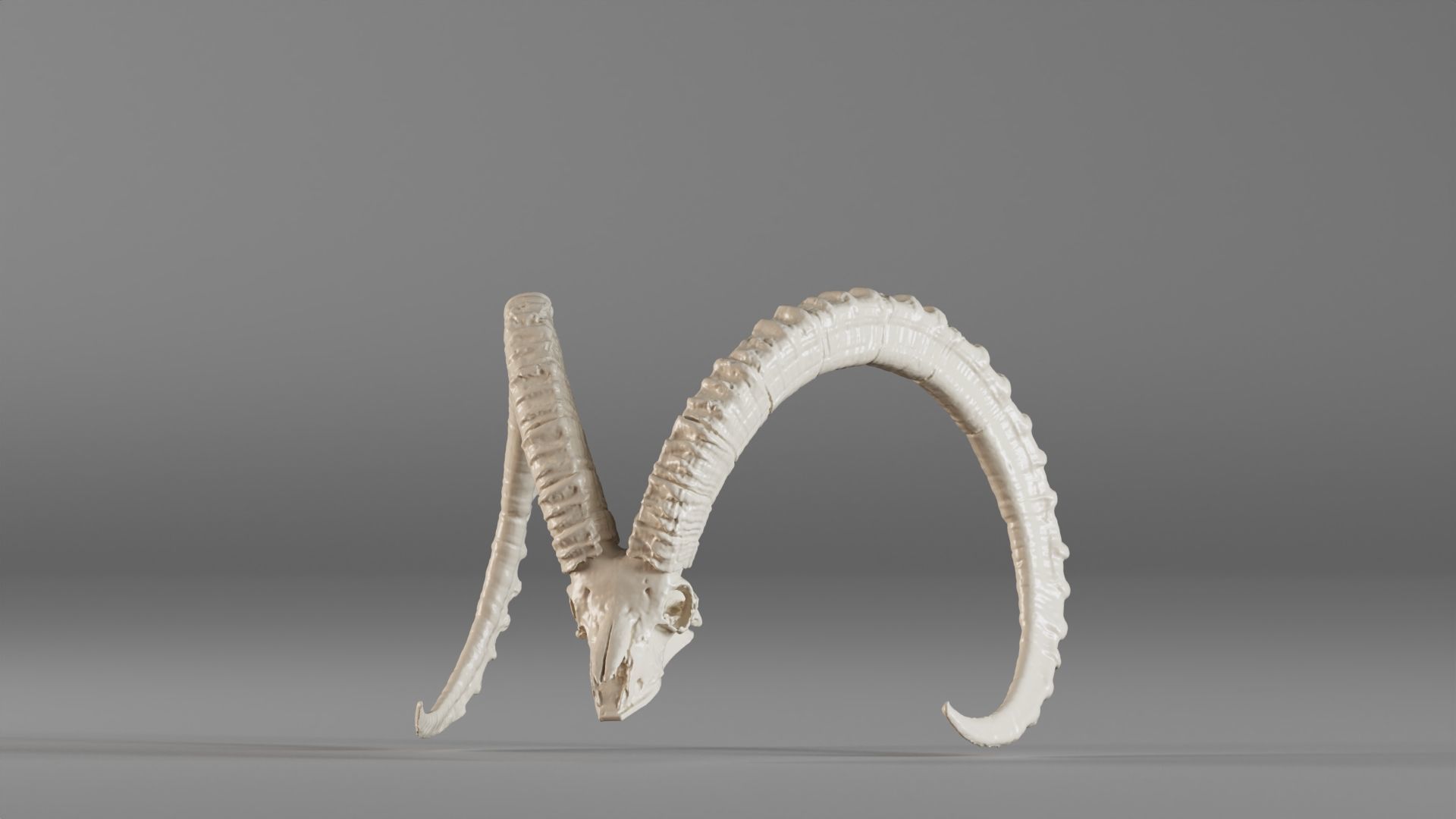 001565 3D scan of a goat skull 3D print model_18