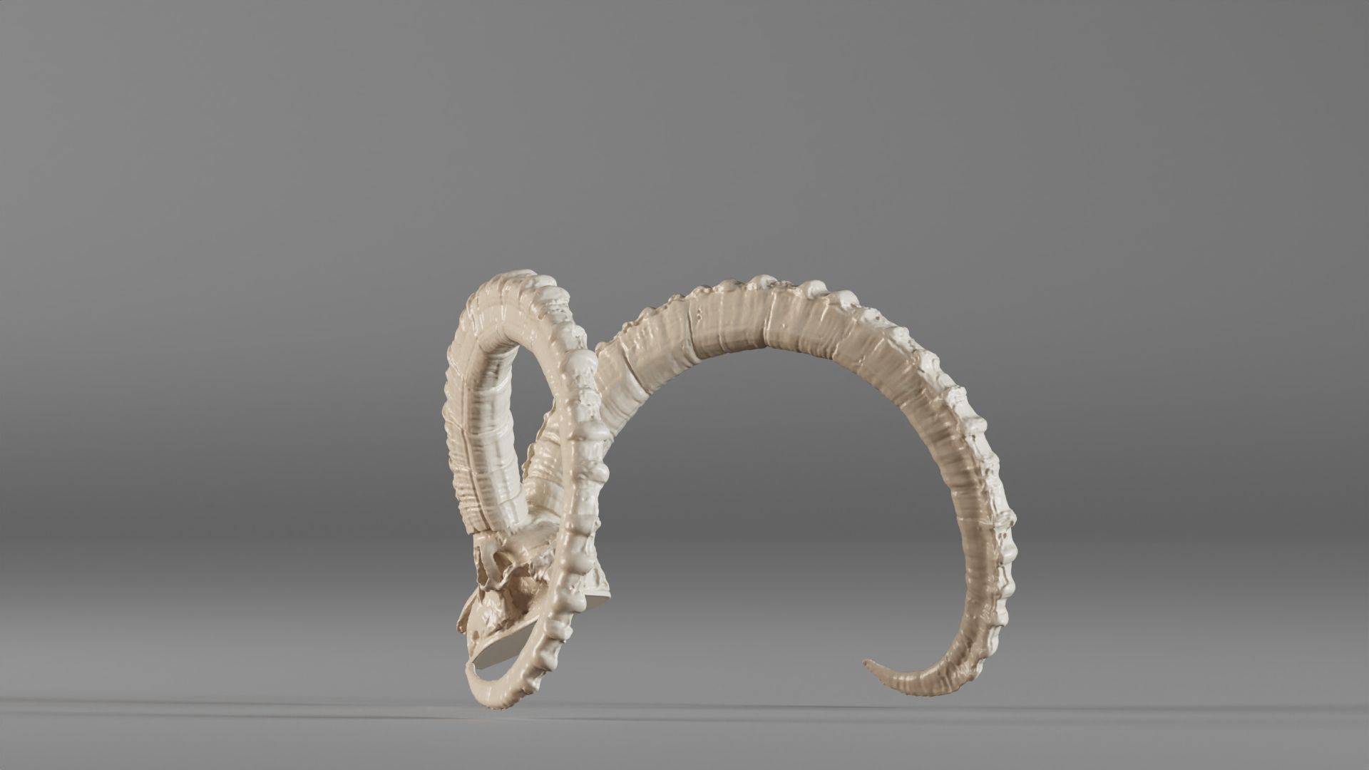 001565 3D scan of a goat skull 3D print model_12