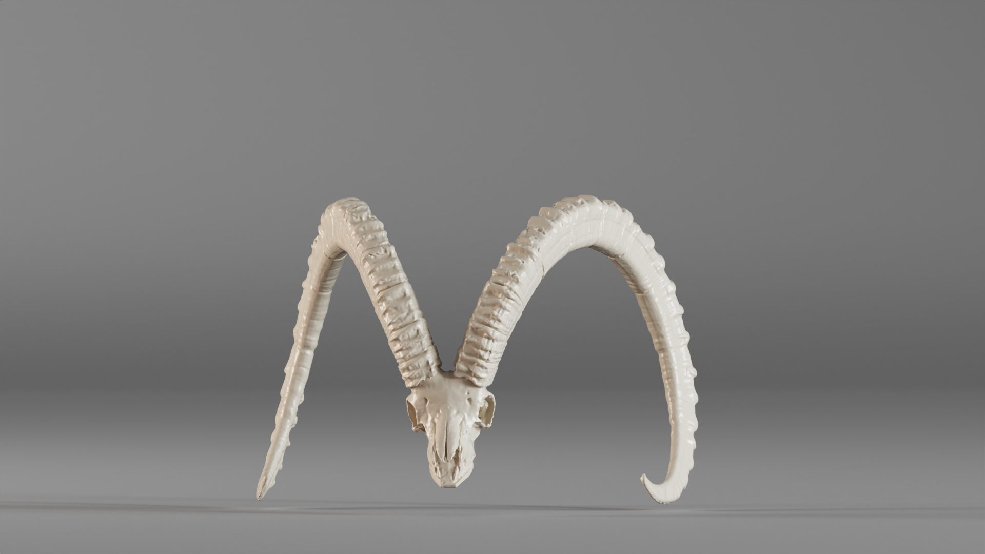 001565 3D scan of a goat skull 3D print model_1