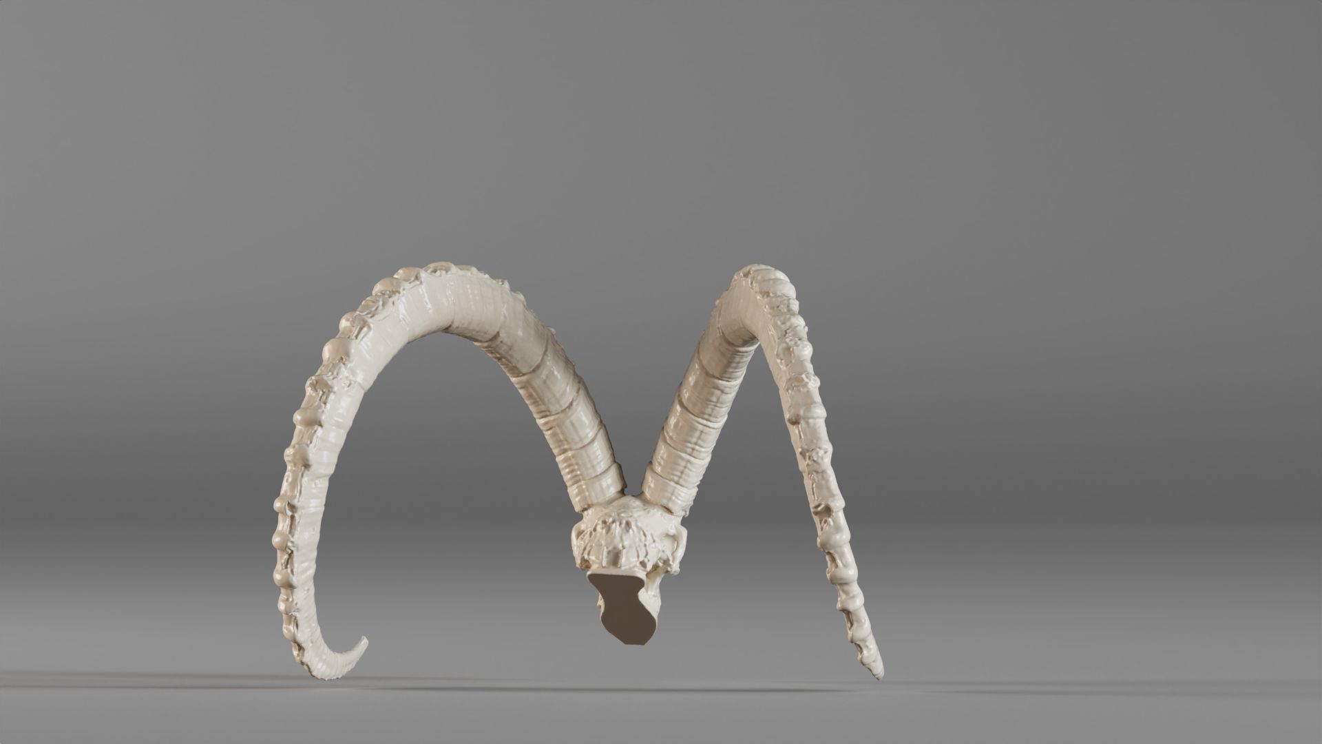 001565 3D scan of a goat skull 3D print model_10