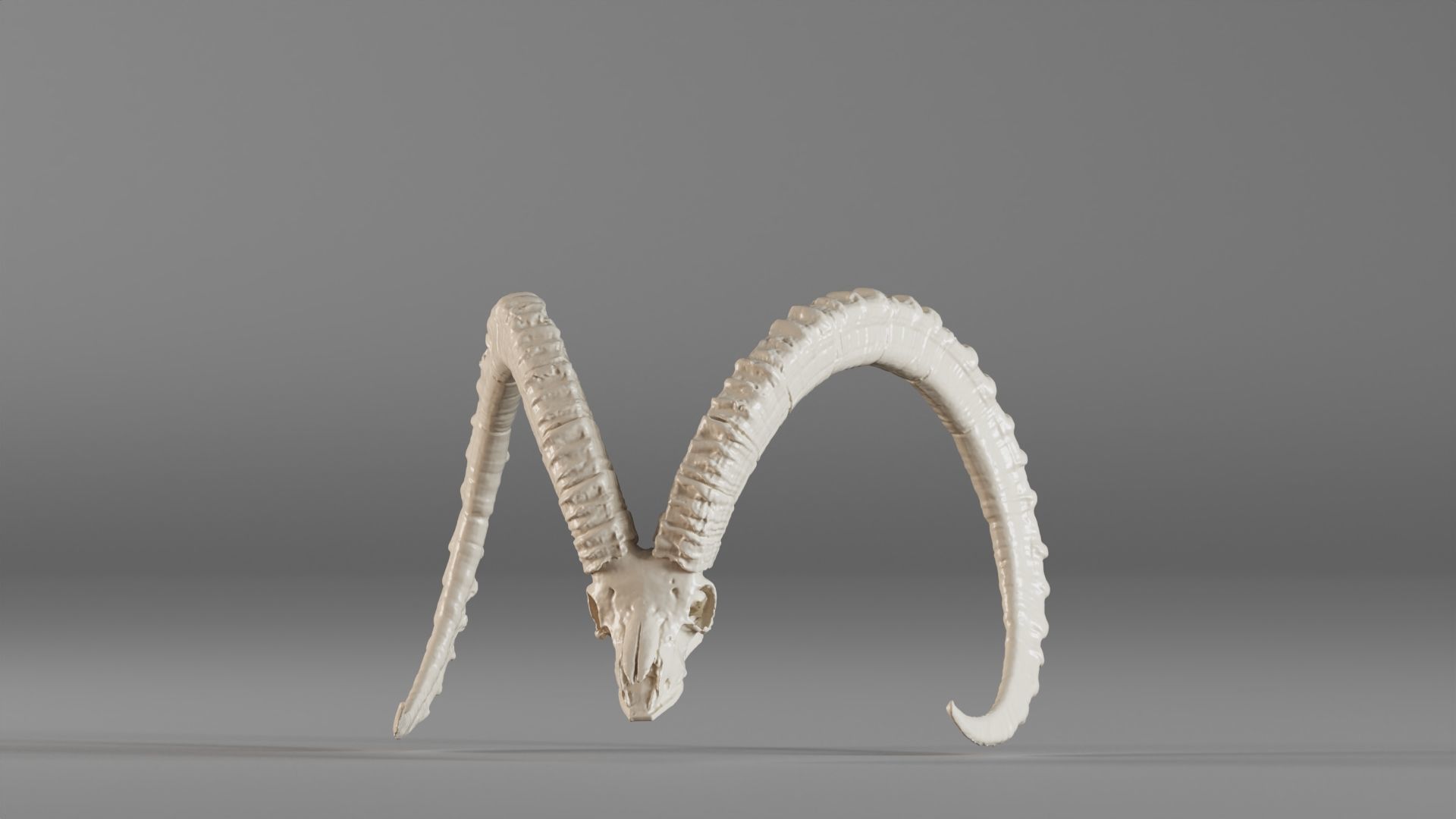 001565 3D scan of a goat skull 3D print model_19