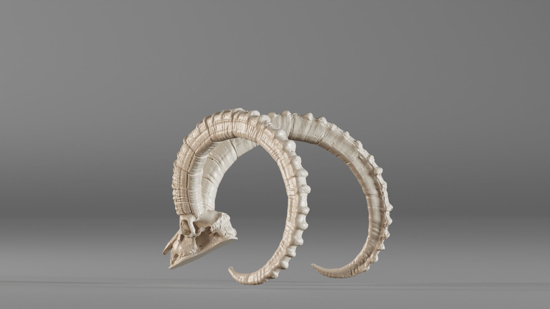 001565 3D scan of a goat skull 3D print model_13