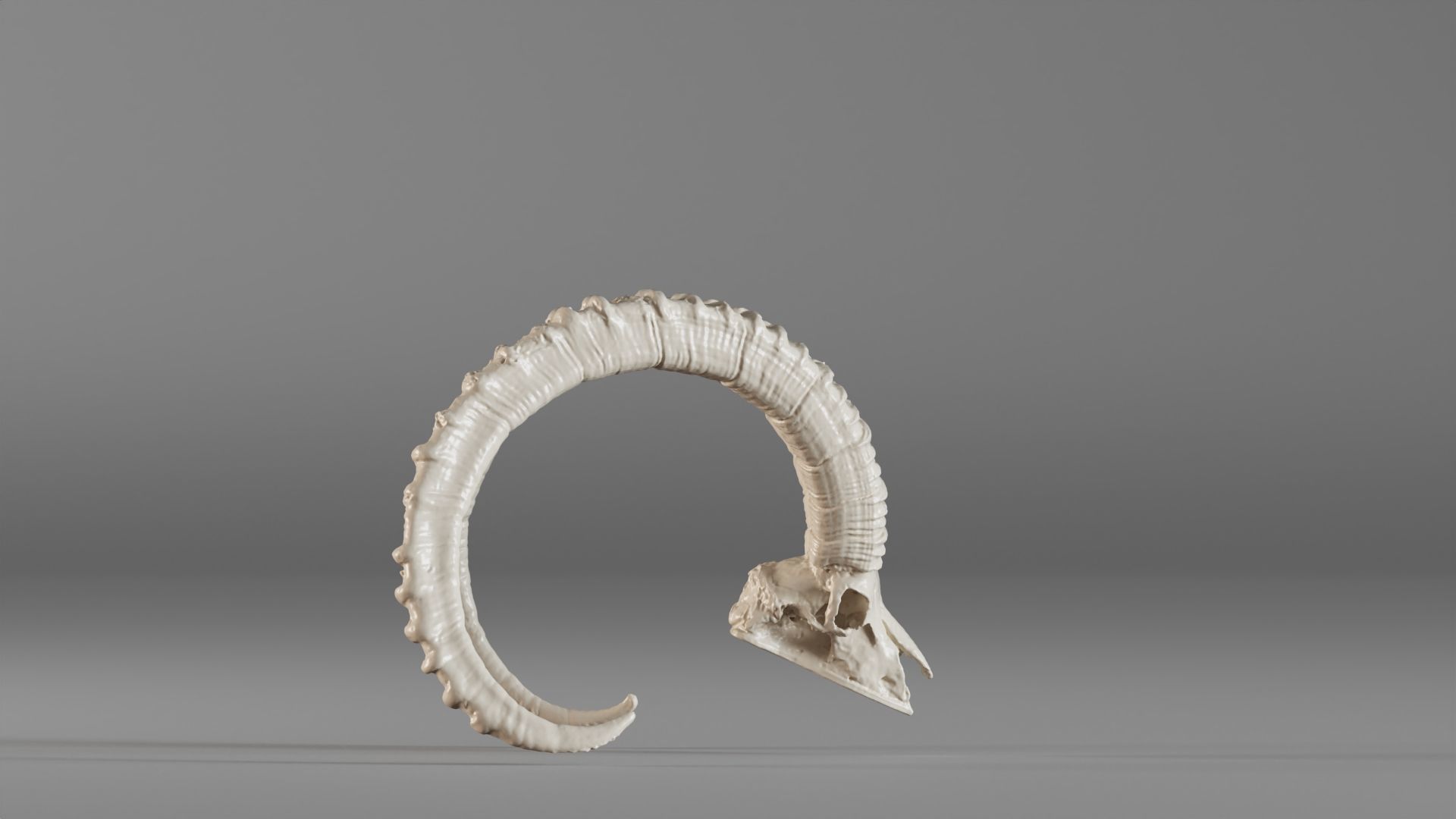 001565 3D scan of a goat skull 3D print model_7