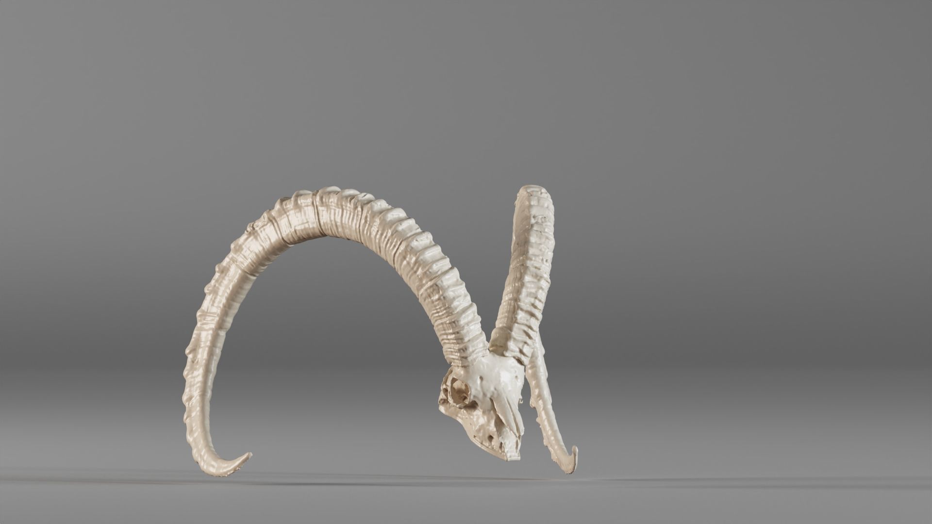 001565 3D scan of a goat skull 3D print model_4