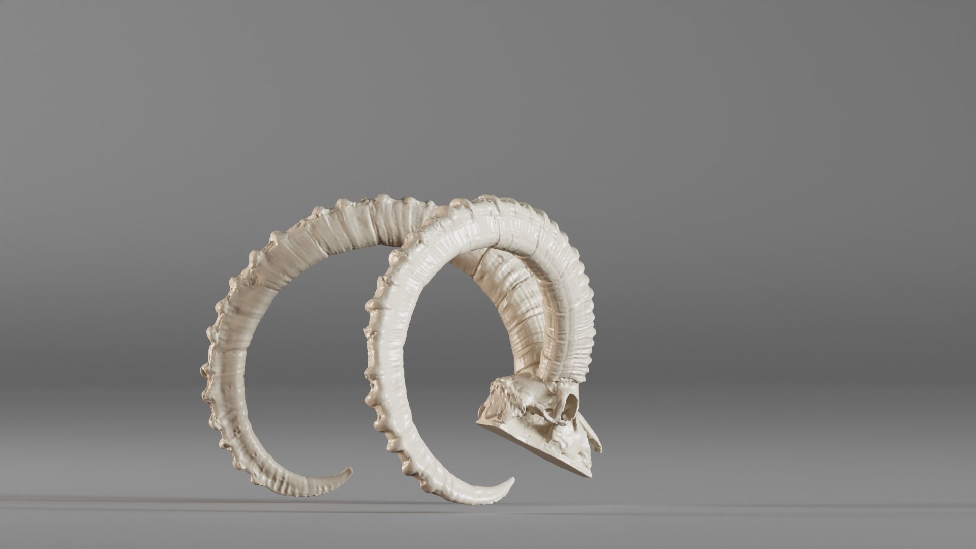 001565 3D scan of a goat skull 3D print model_8