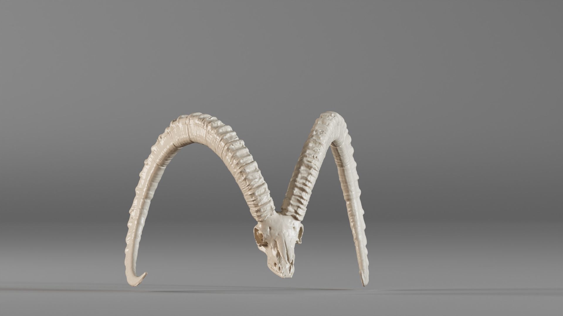 001565 3D scan of a goat skull 3D print model_3