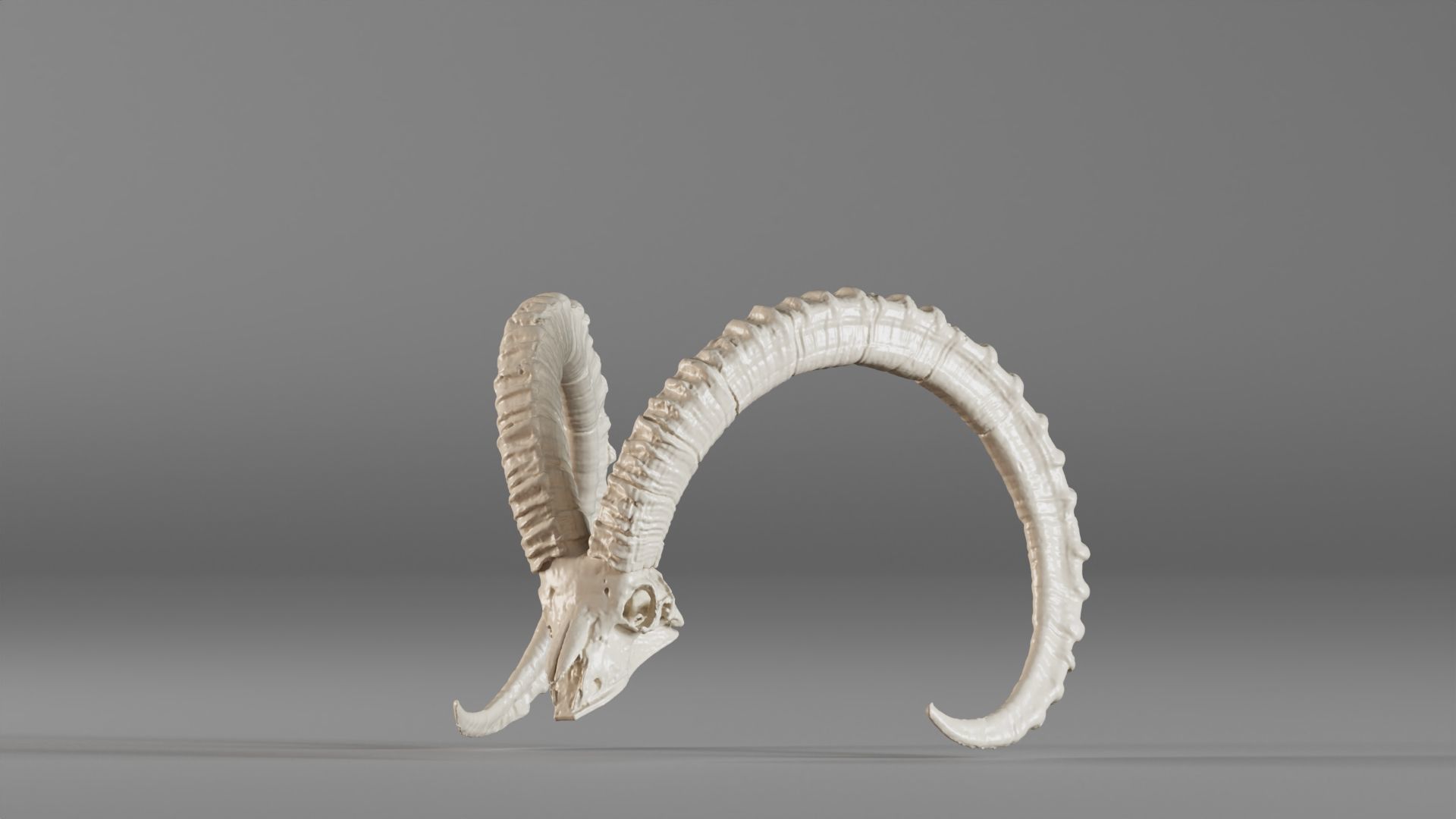 001565 3D scan of a goat skull 3D print model_17