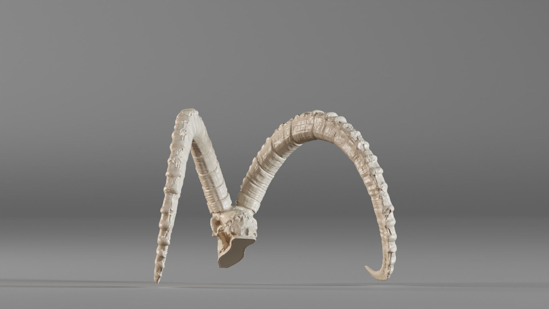 001565 3D scan of a goat skull 3D print model_11