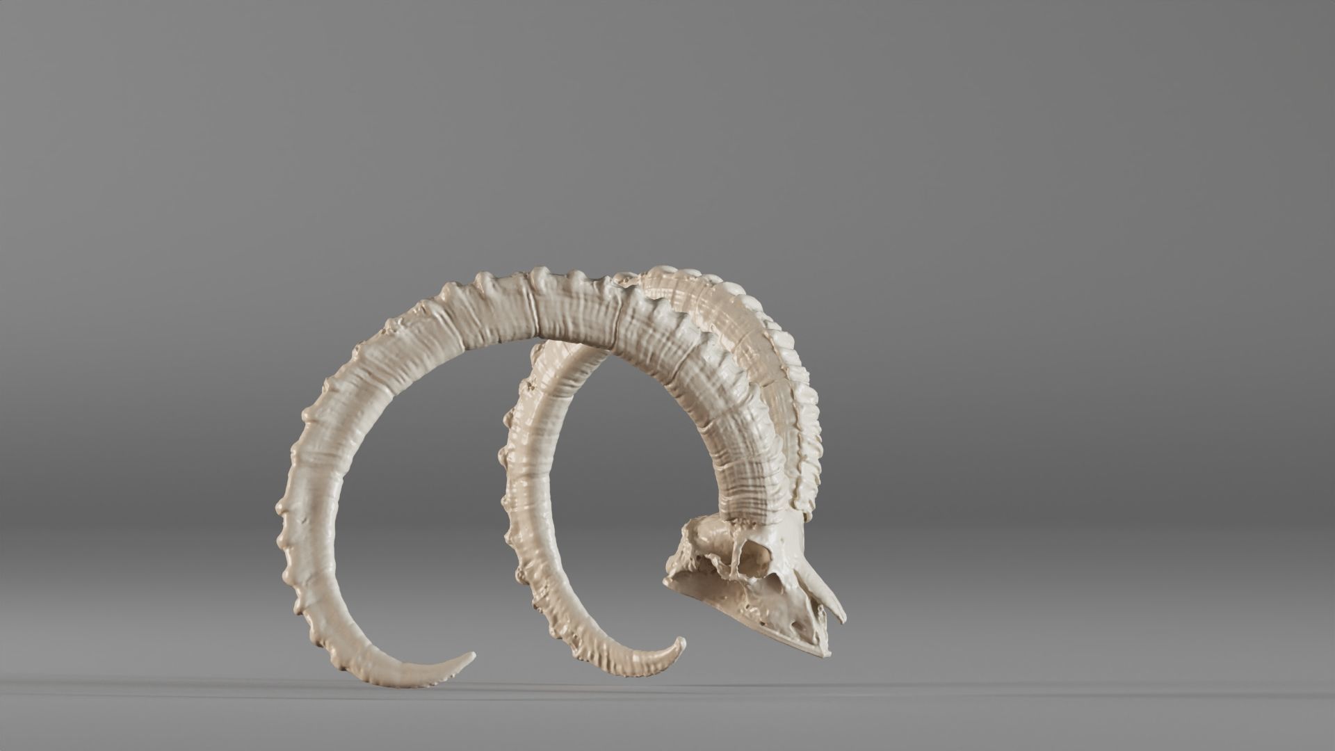 001565 3D scan of a goat skull 3D print model_6
