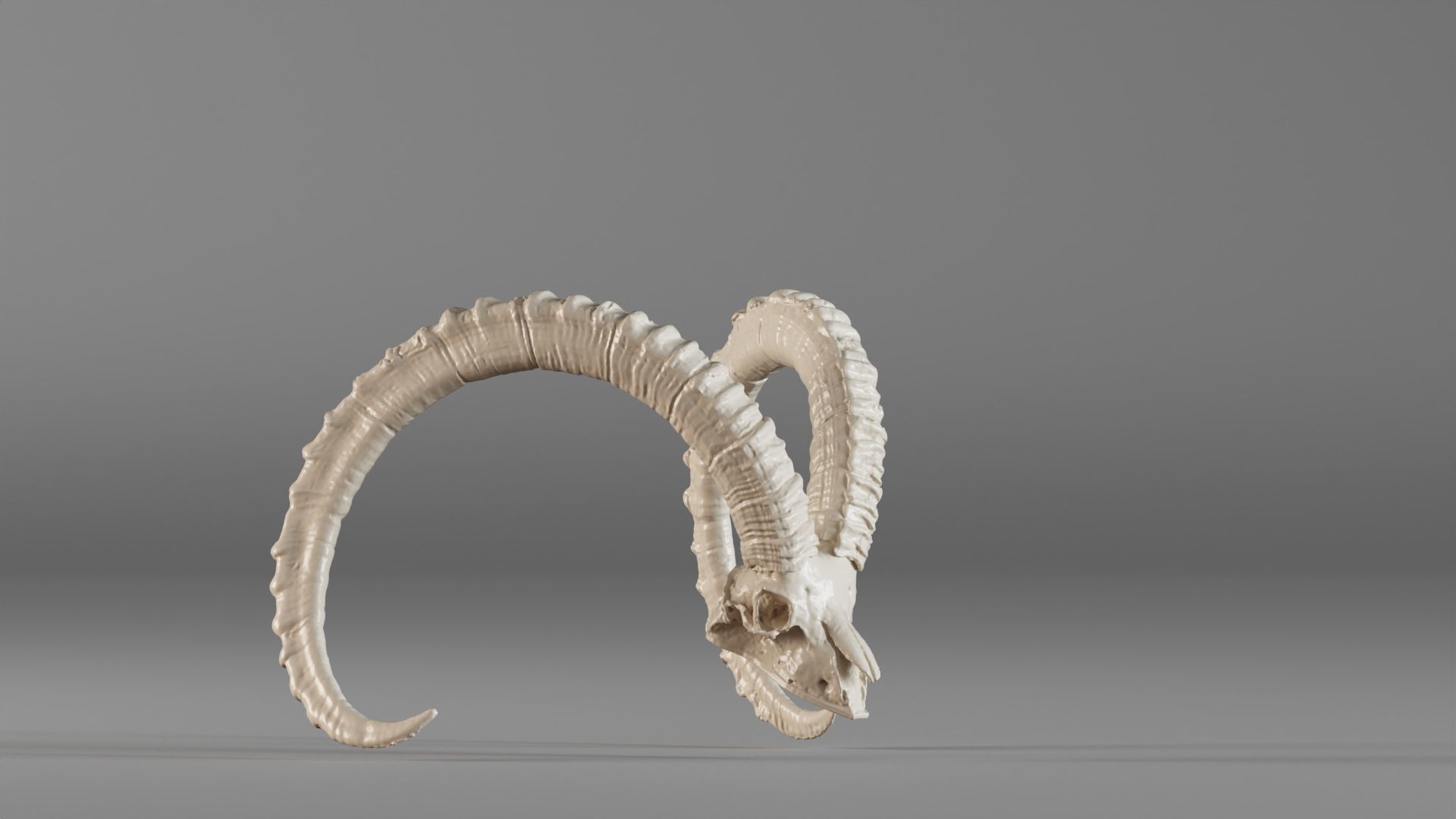 001565 3D scan of a goat skull 3D print model_5