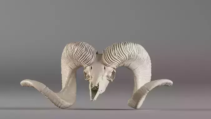 001566 3D scan of a ram skull