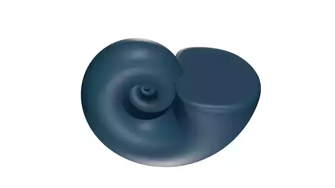 Ammonoid shell Paraspiticeras