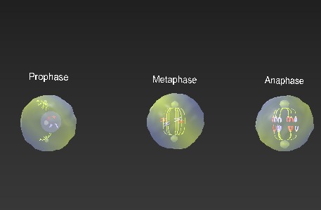 Meiosis 3D Model Animated Low-poly 3D model_7