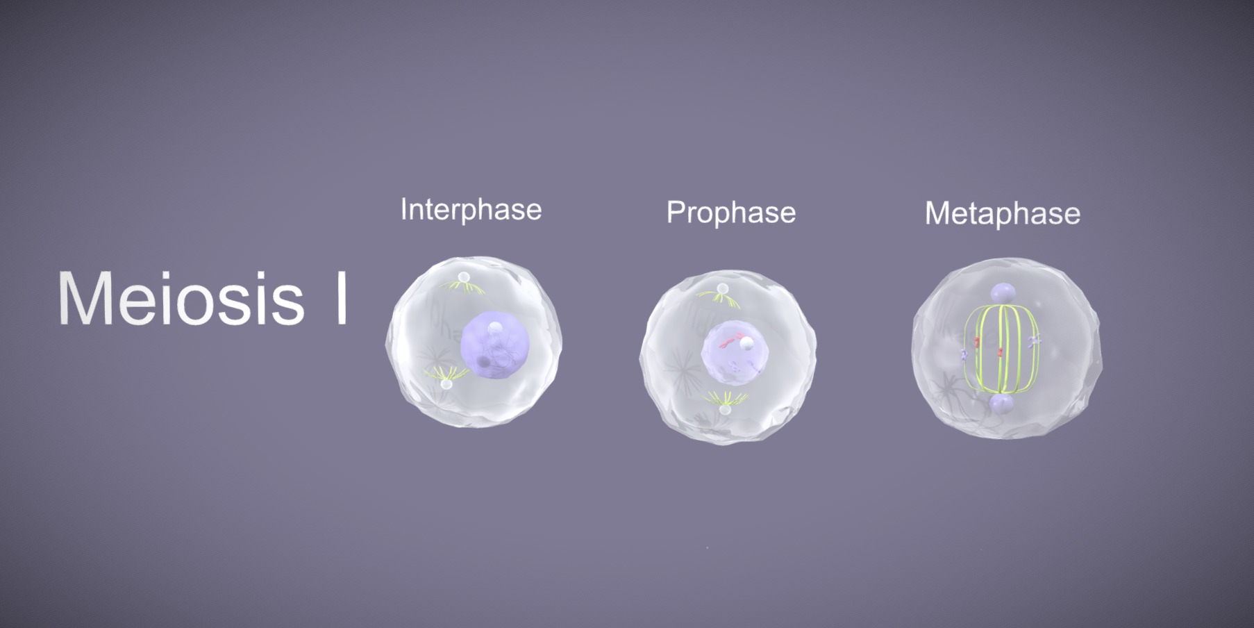 Meiosis 3D Model Animated Low-poly 3D model_2