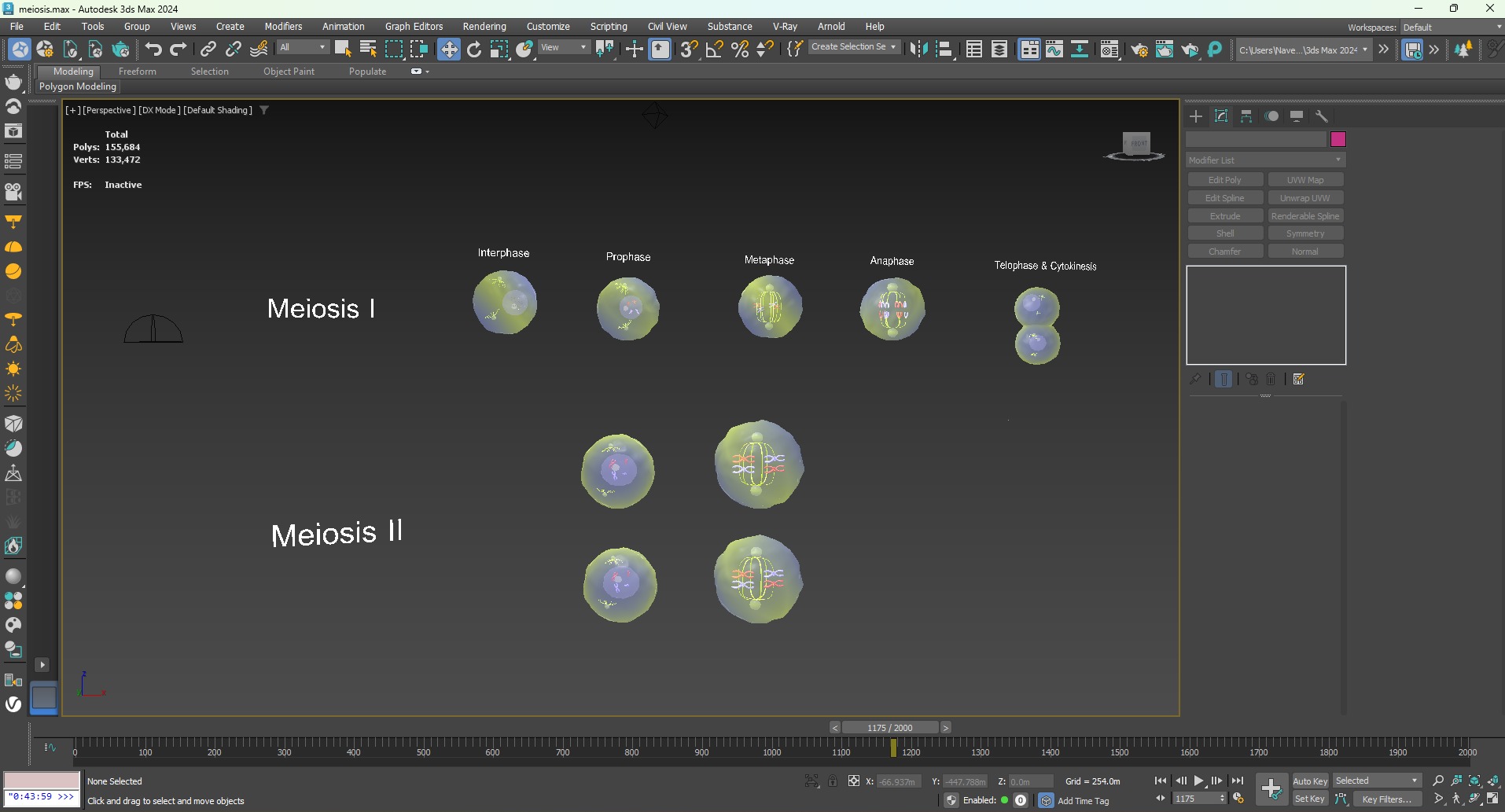 Meiosis 3D Model Animated Low-poly 3D model_8