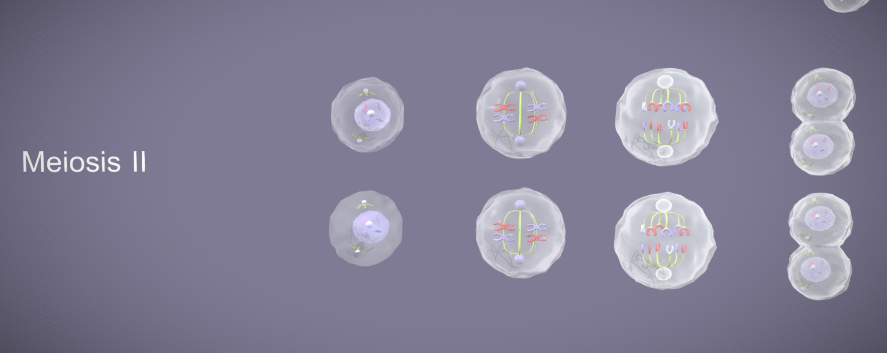 Meiosis 3D Model Animated Low-poly 3D model_5