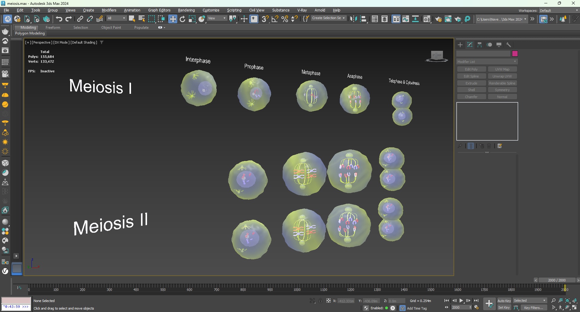 Meiosis 3D Model Animated Low-poly 3D model_11