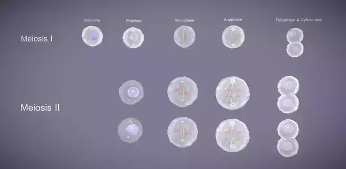 Meiosis 3D Model Animated