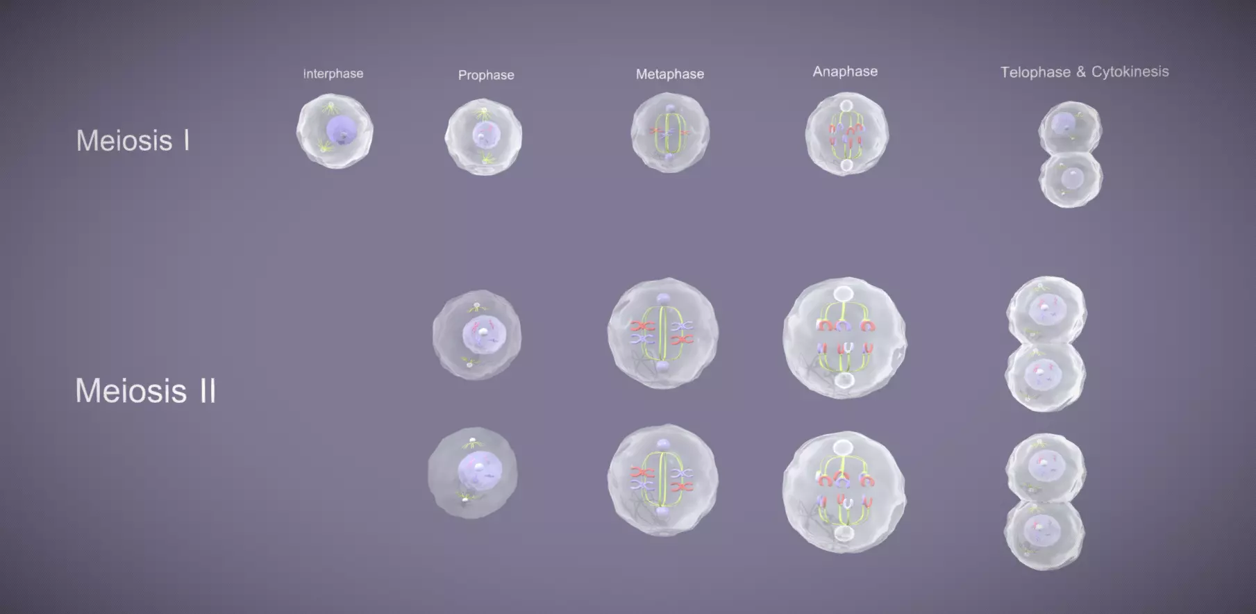 Meiosis 3D Model Animated Low-poly 3D model_0