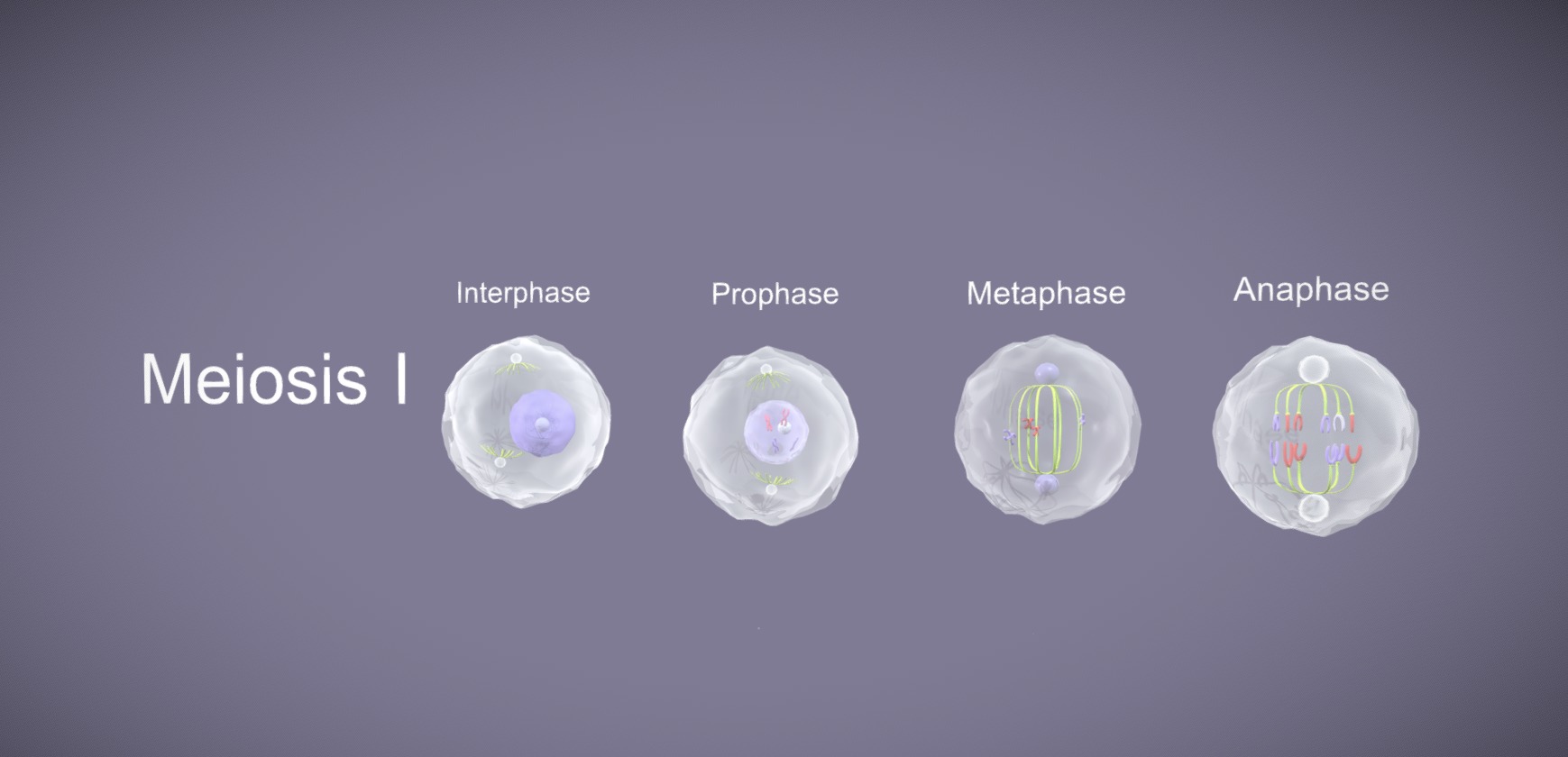 Meiosis 3D Model Animated Low-poly 3D model_3
