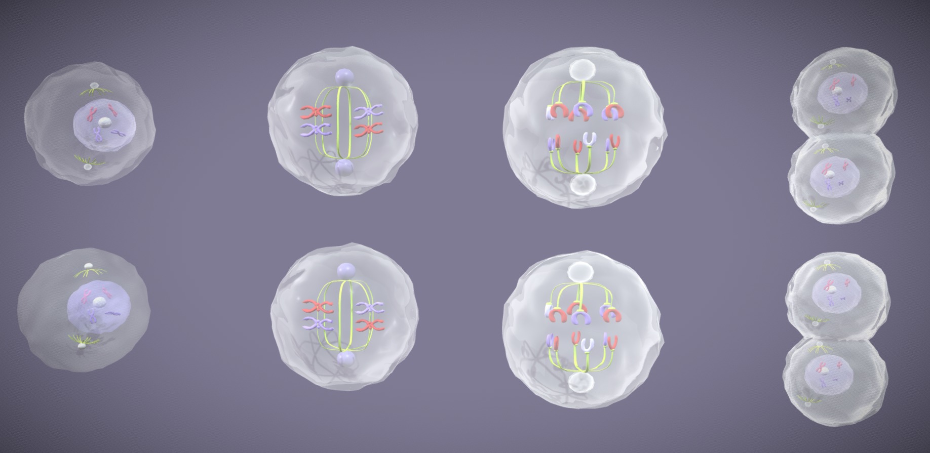 Meiosis 3D Model Animated Low-poly 3D model_6