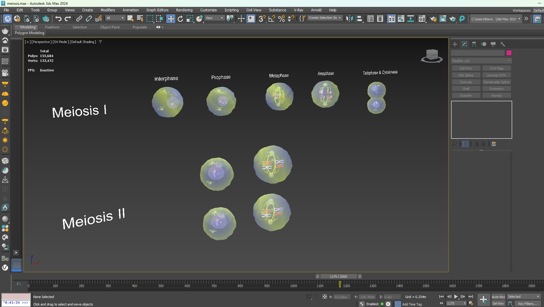 Meiosis 3D Model Animated Low-poly 3D model_9