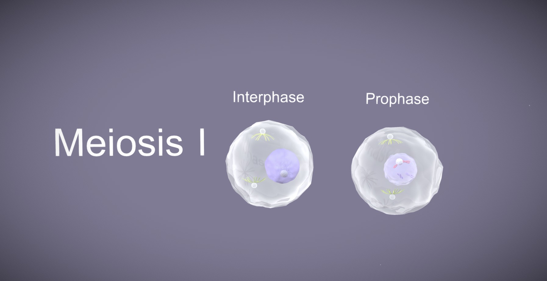 Meiosis 3D Model Animated Low-poly 3D model_1