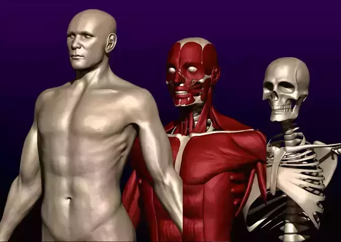 Male Full Body Anatomy 3-D Model