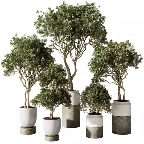 Tree bush in a concrete pot - indoor plant 567