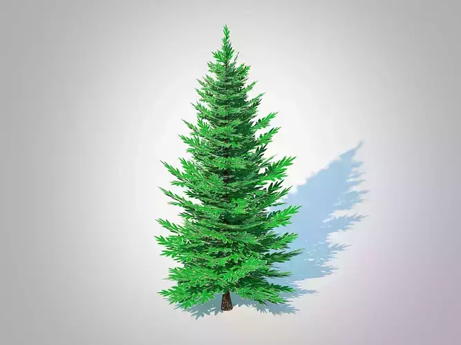Plant   Abies Concolor - Silver Fir - Small 
