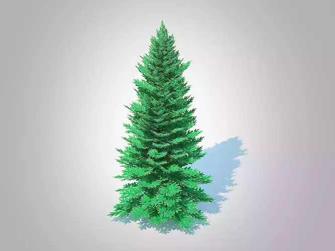 Plant  Abies Concolor - Silver Fir - Medium 