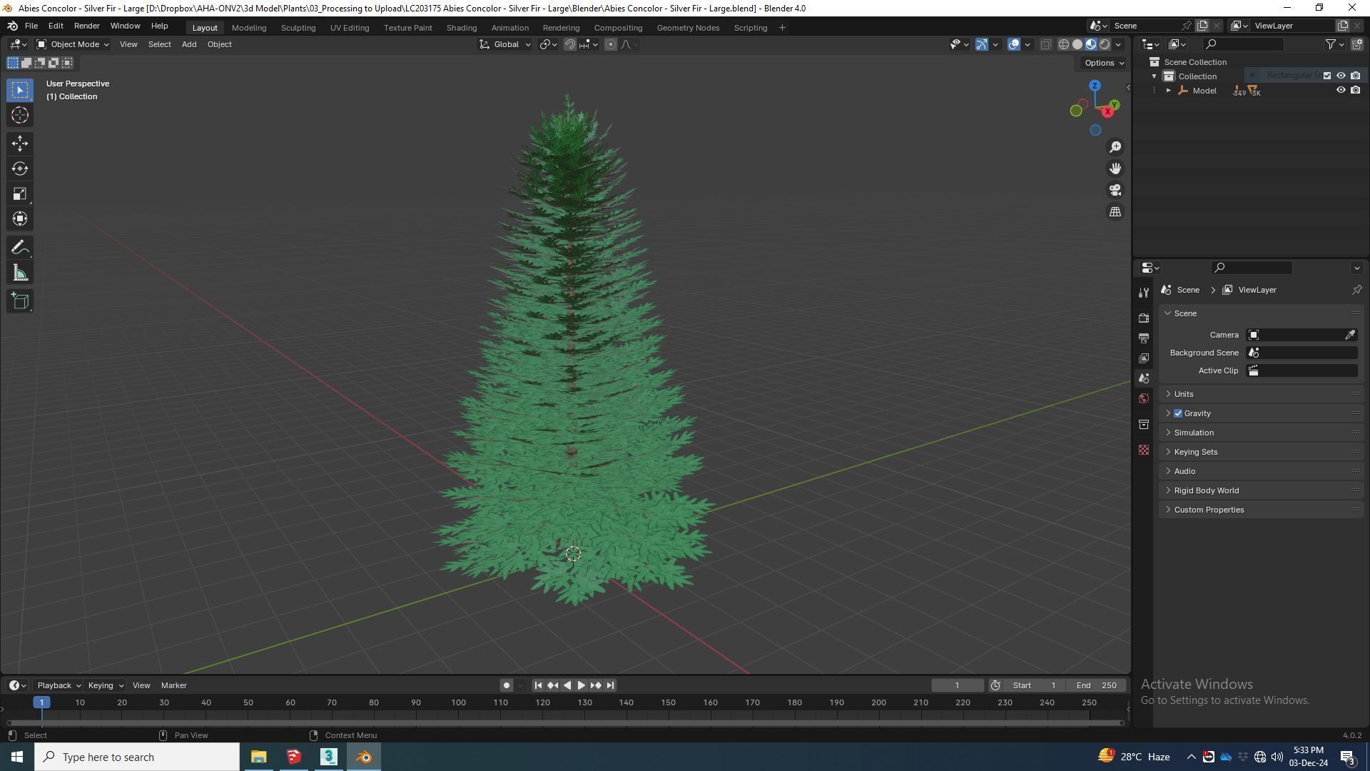 Plant   Abies Concolor - Silver Fir - Large 3D model_5