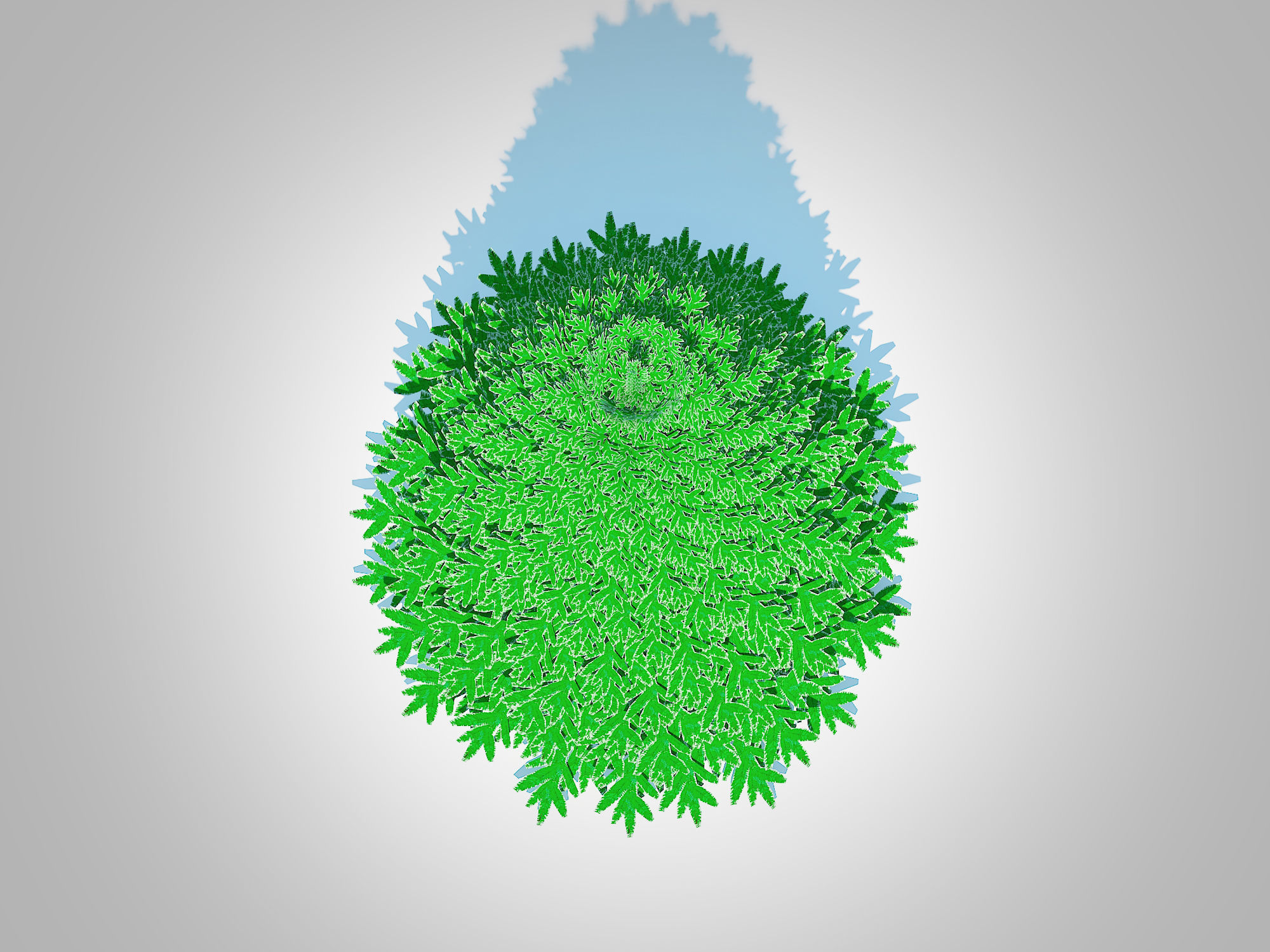 Plant   Abies Concolor - Silver Fir - Large 3D model_4