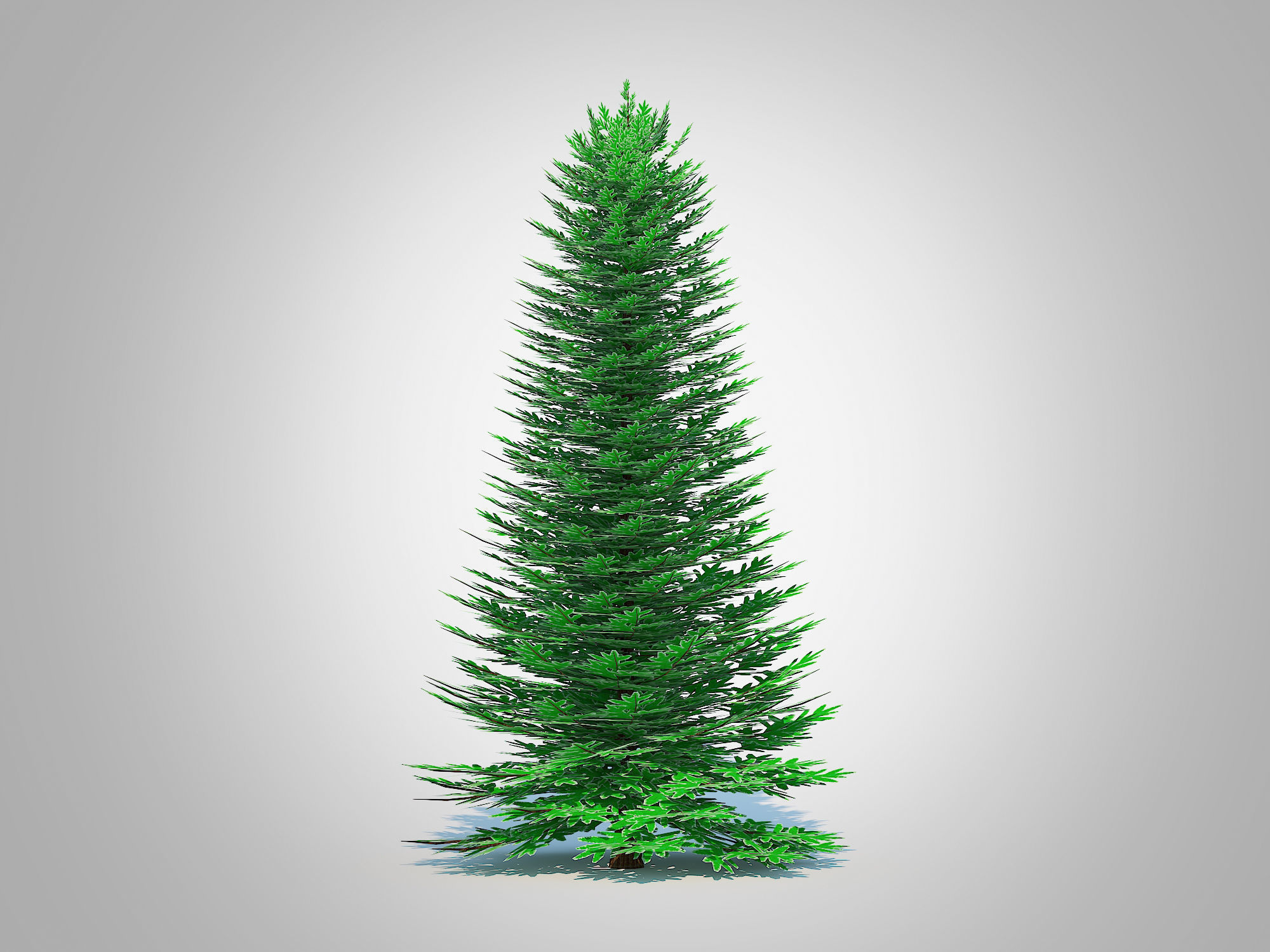 Plant   Abies Concolor - Silver Fir - Large 3D model_2