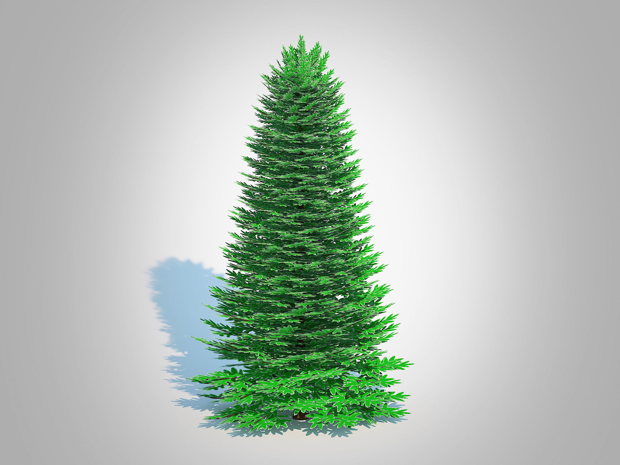 Plant   Abies Concolor - Silver Fir - Large 3D model_1