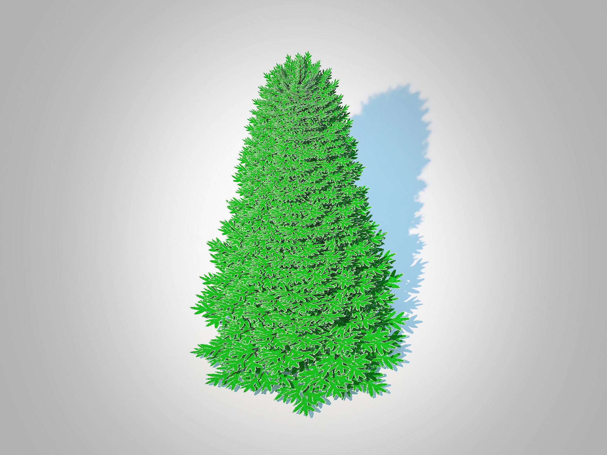 Plant   Abies Concolor - Silver Fir - Large 3D model_3