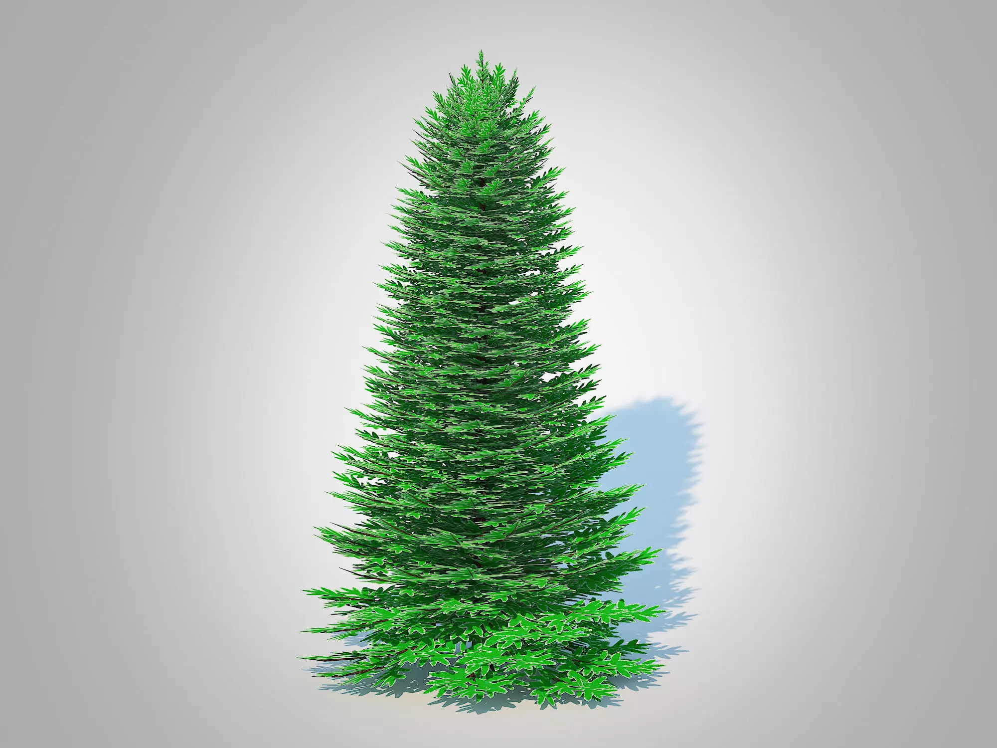 Plant   Abies Concolor - Silver Fir - Large 3D model_0