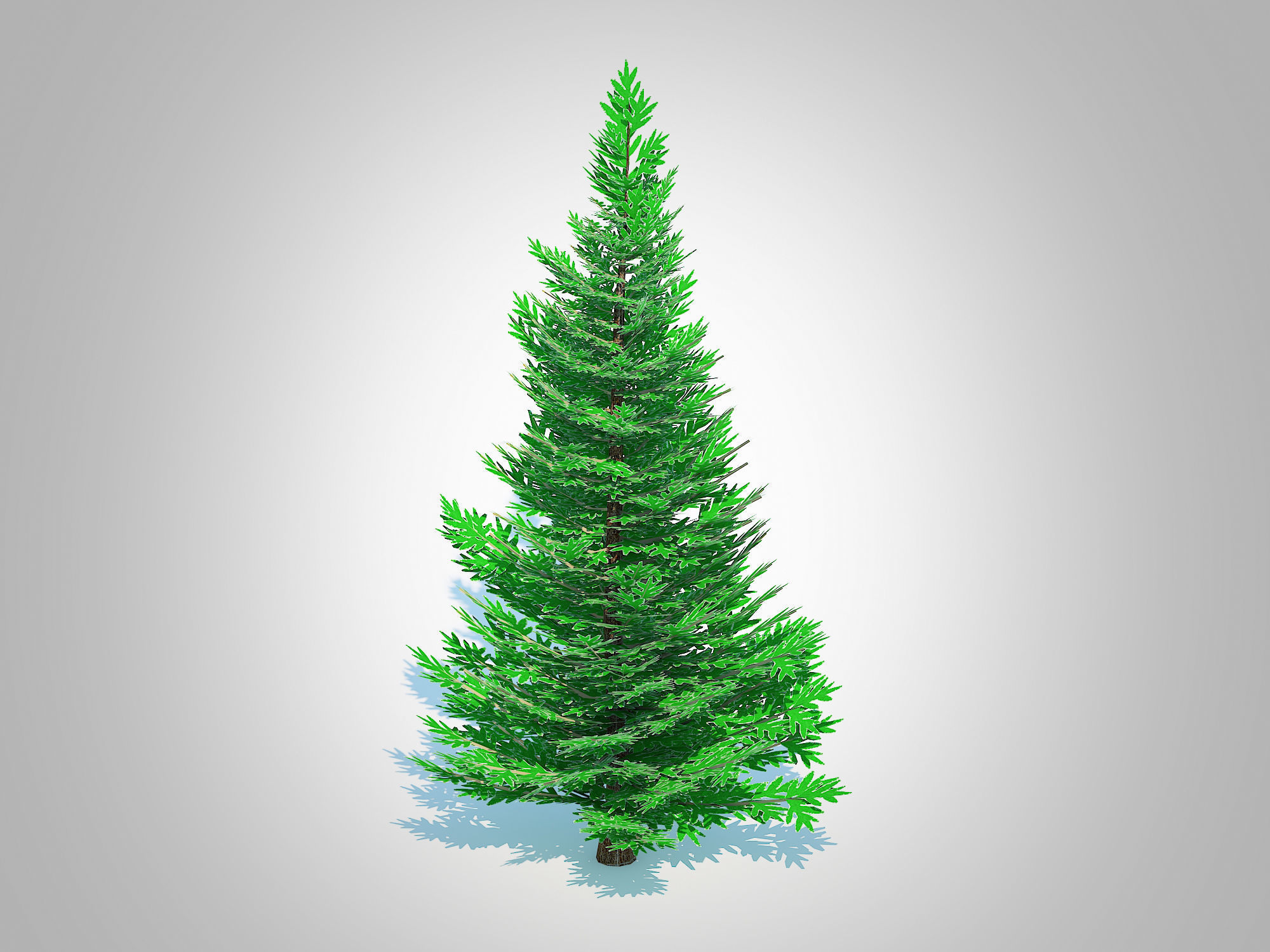 Plant Abies fraseri- Fraser Fir -Small 3D model_2