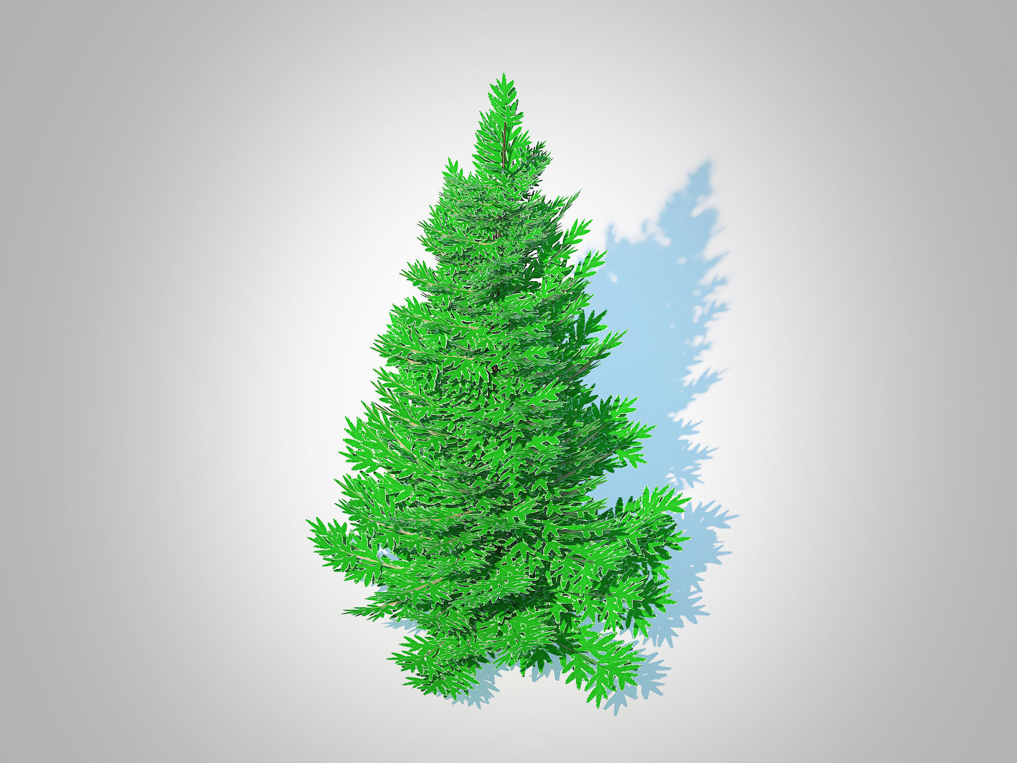 Plant Abies fraseri- Fraser Fir -Small 3D model_3