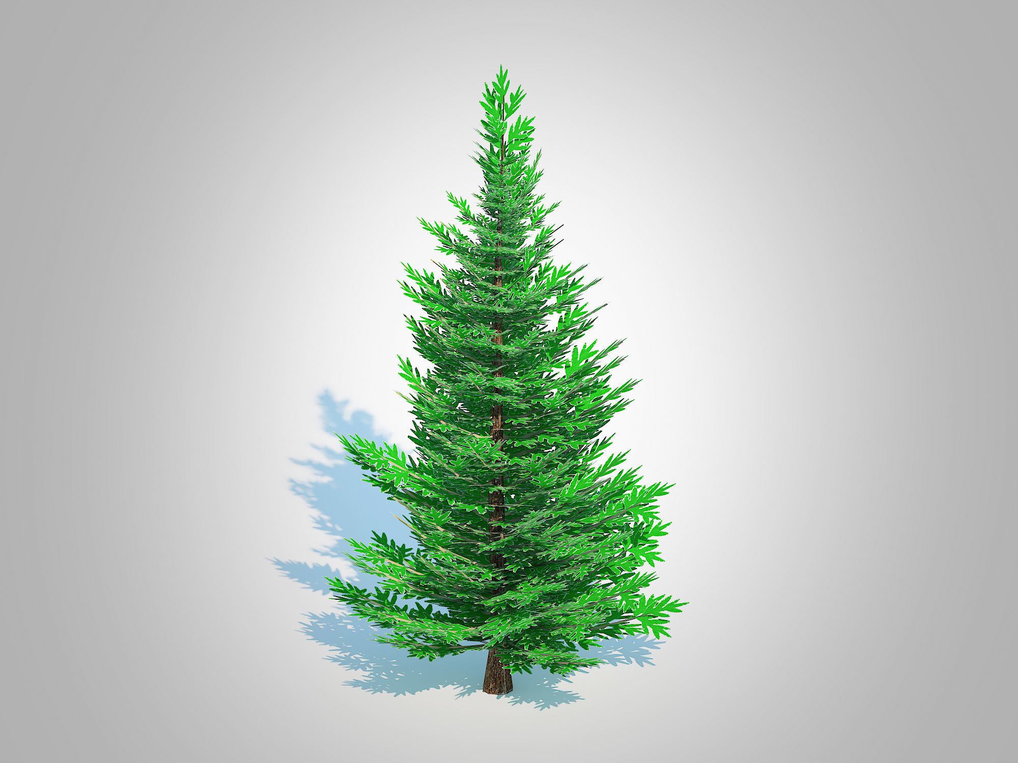 Plant Abies fraseri- Fraser Fir -Small 3D model_1