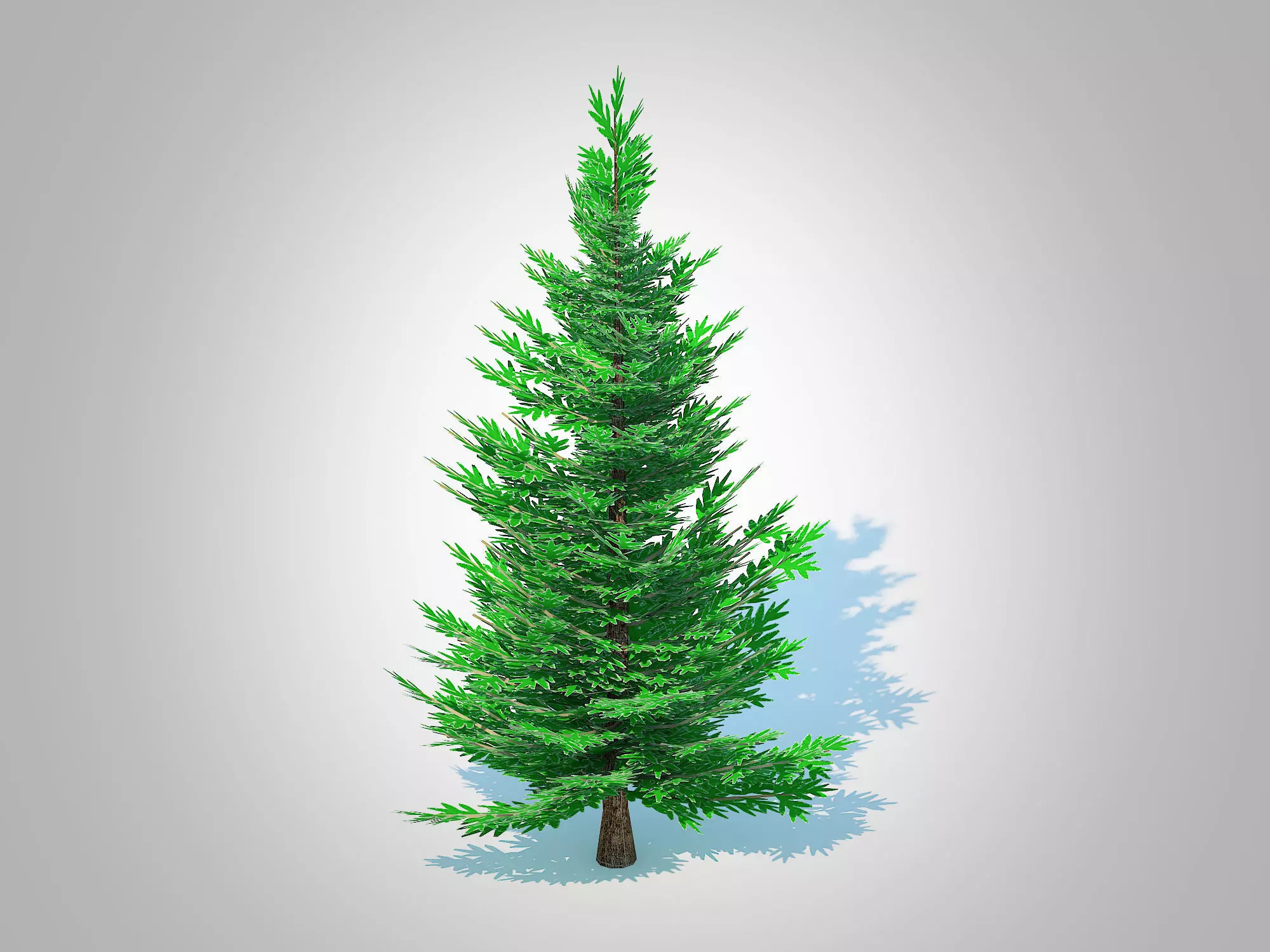 Plant Abies fraseri- Fraser Fir -Small 3D model_0